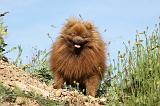 SPITZ ALLEMAND 429